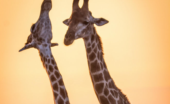 Giraffe